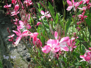 20090615m.jpg