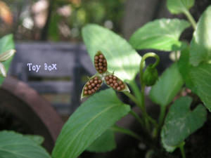 20090615g.jpg