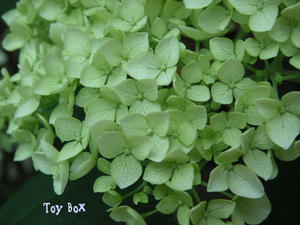 20090616a.jpg
