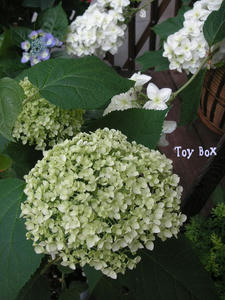 20090616.jpg