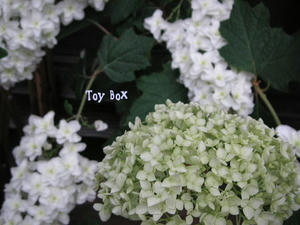 20090616e.jpg