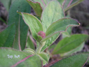 20090617a.jpg