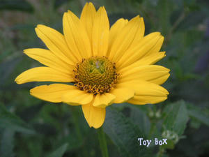 20090614c.jpg