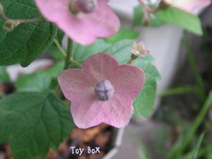 20090616g.jpg