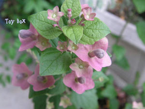 20090616f.jpg