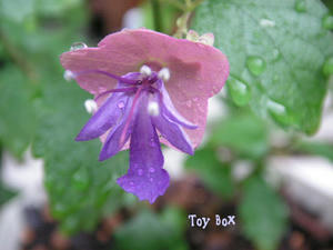 20090618.jpg