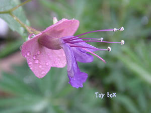 20090618a.jpg