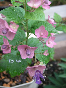 20090618c.jpg