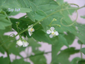20090619a.jpg