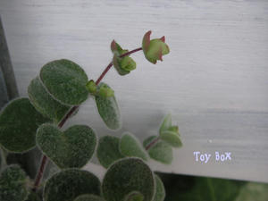 20090619b.jpg