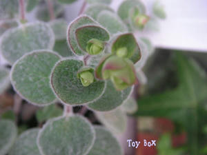 20090619c.jpg