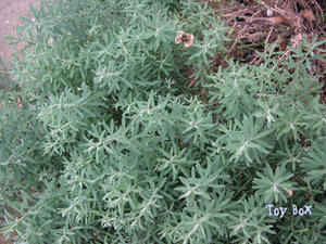 20090619e.jpg