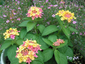 20090619f.jpg
