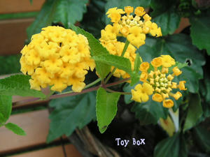 20090619g.jpg