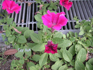 20090619h.jpg