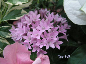 20090620c.jpg