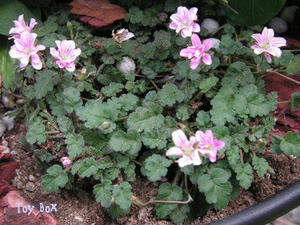 20090620i.jpg