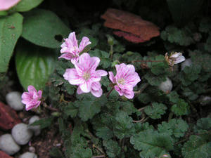 20090620l.jpg