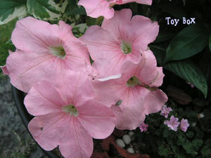 20090620m.jpg