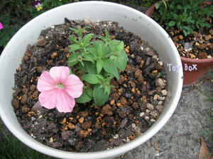 20090621a.jpg