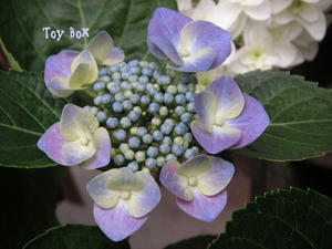 20090616b.jpg