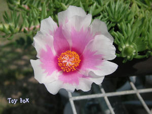 20090620a.jpg
