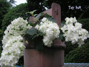 20090623.jpg