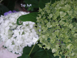 20090623a.jpg
