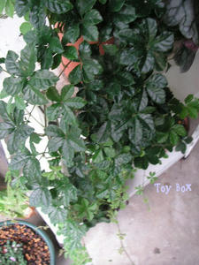 20090623b.jpg