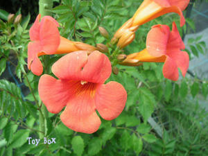 20090624.jpg