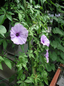 20090624c.jpg