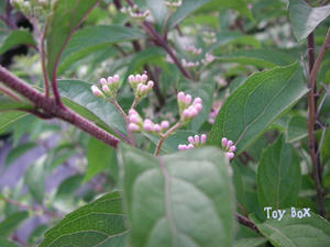 20090617b.jpg