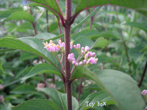 20090617c.jpg