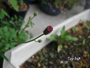 20090624d.jpg
