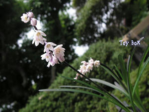 20090624g.jpg