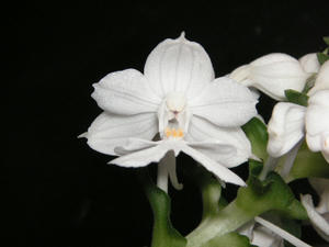 PICT0092.JPG