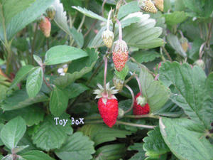 20090627a.jpg