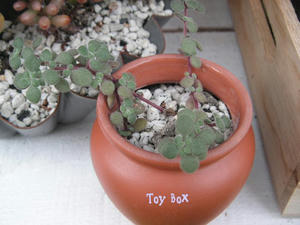 20090627b.jpg