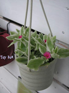 20090627c.jpg