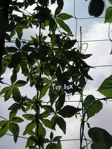 20090628b.jpg