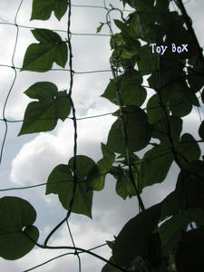 20090628c.jpg