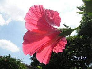 20090629.jpg