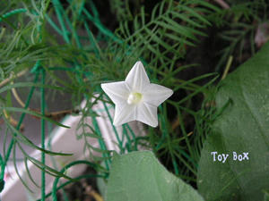 20090629a.jpg