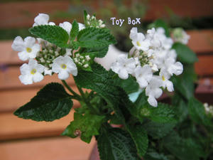 20090630g.jpg