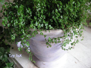 20090703.jpg