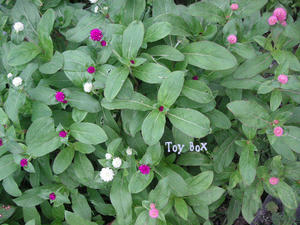 20090703b.jpg