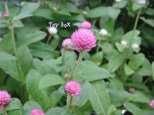 20090703d.jpg