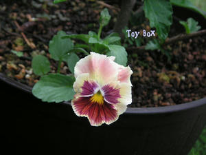 20090704b.jpg