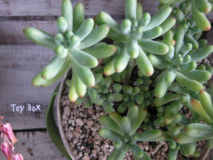 20090704k.jpg