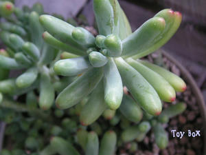 20090704l.jpg